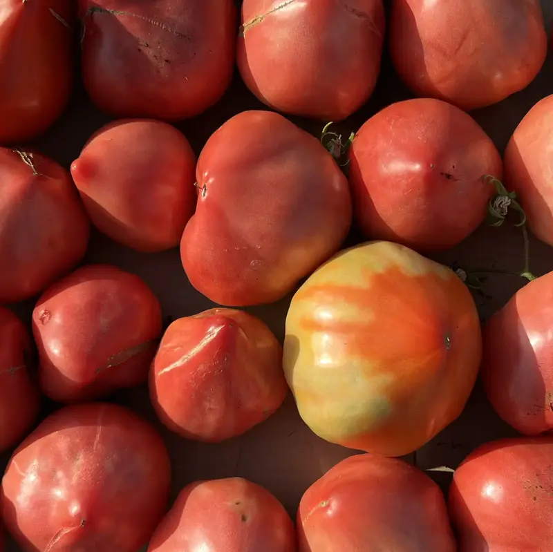Eine Kiste voll mit Ochsenherztomaten