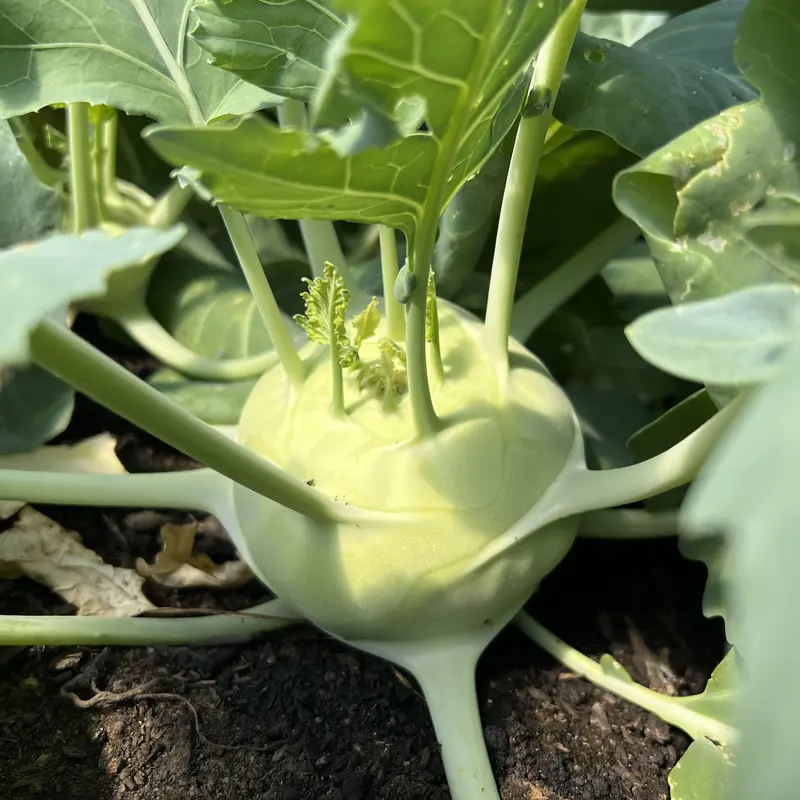 knackfrischer Kohlrabi am Feld