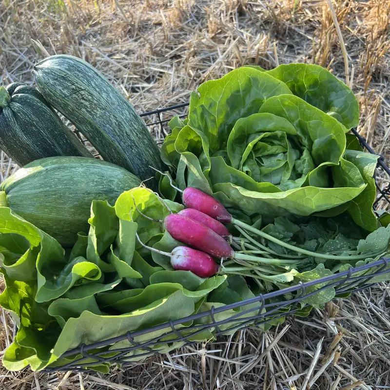 Erntekisterl mit Salat, Zucchini und Radieschen