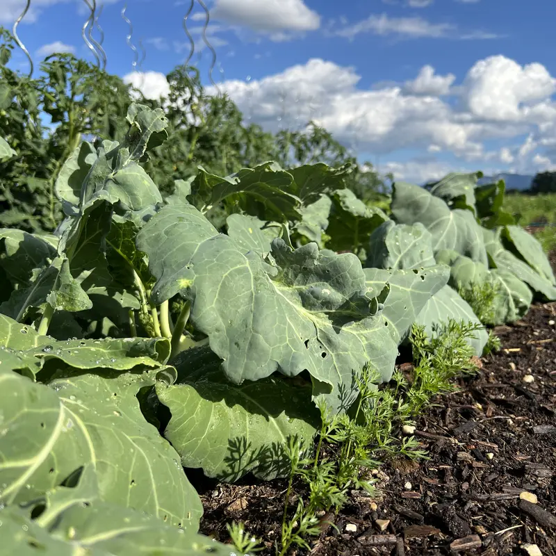Kohlrabi der am Feld wächst mit großen Blättern und kleinen Karottenpflänzchen im Vordergrund